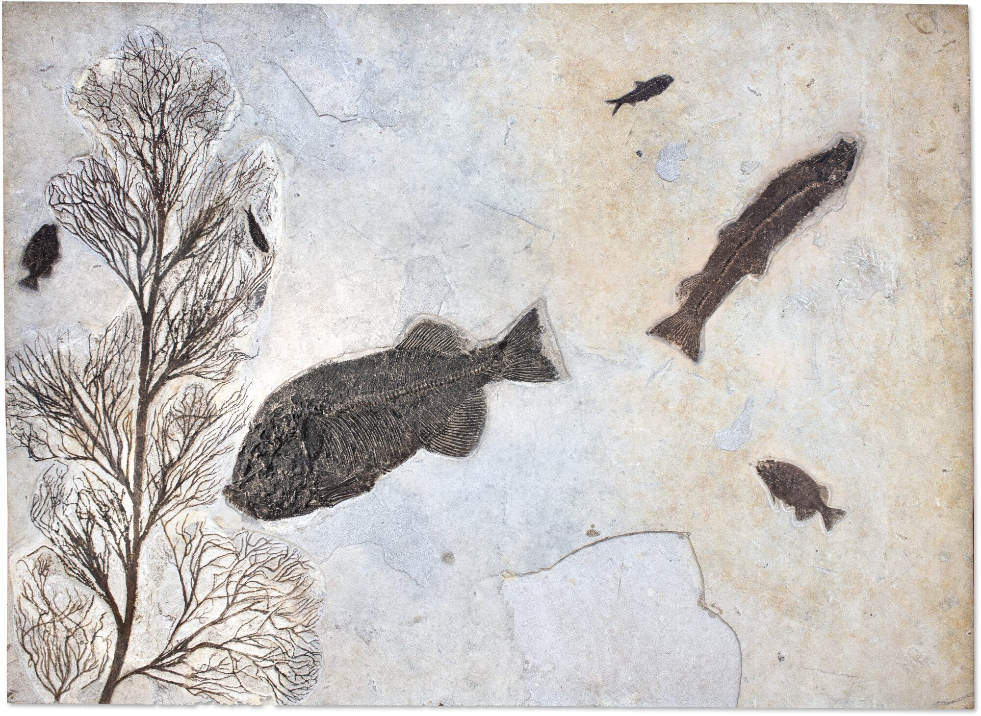 Sell Your Natural History Objects with Sotheby's Sotheby’s