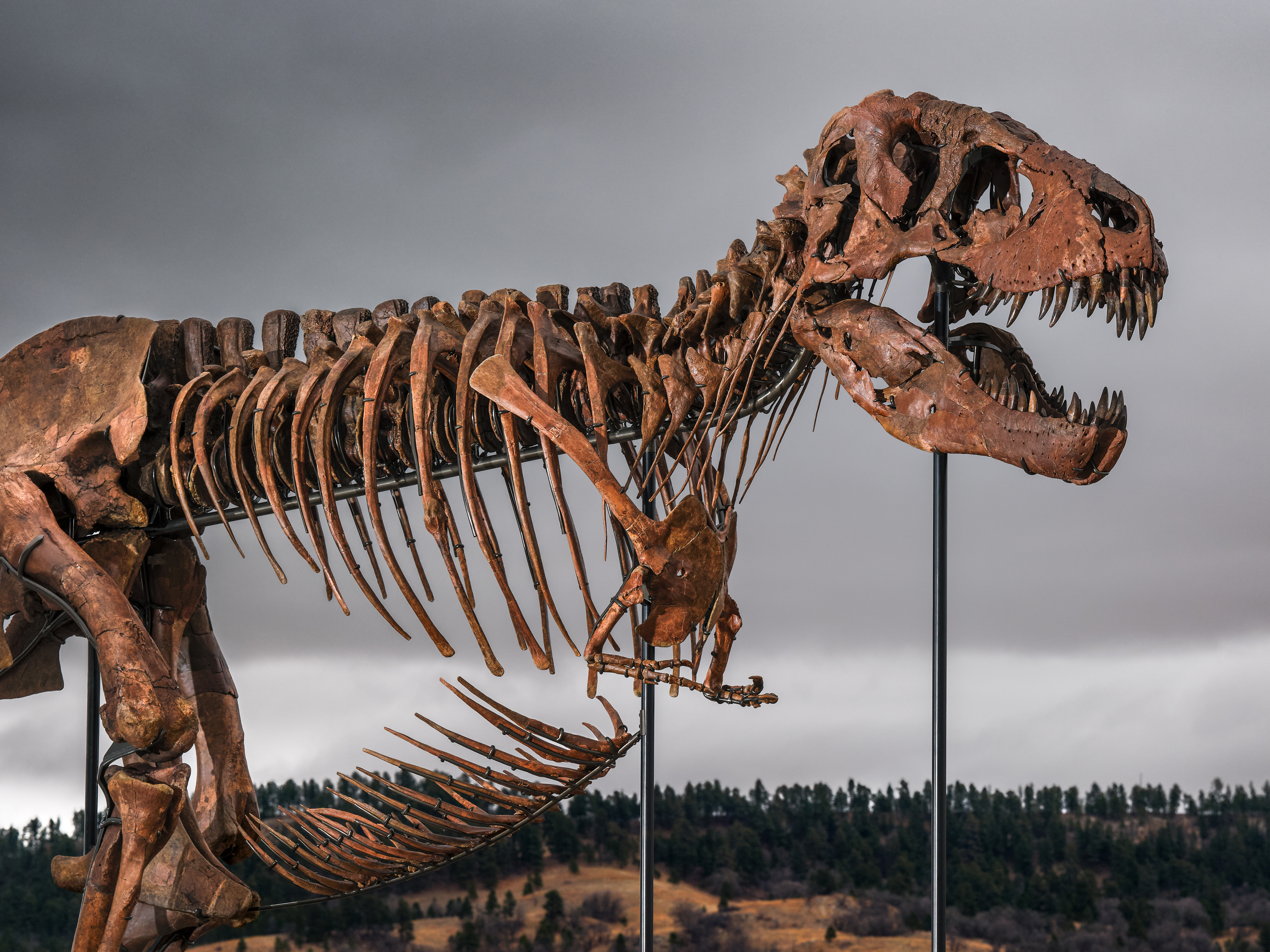 Type: featured Category: Natural History Apex, Sue and the Ceratosaur: Sotheby’s Most Thrilling—and Complete—Dinosaurs at Auction