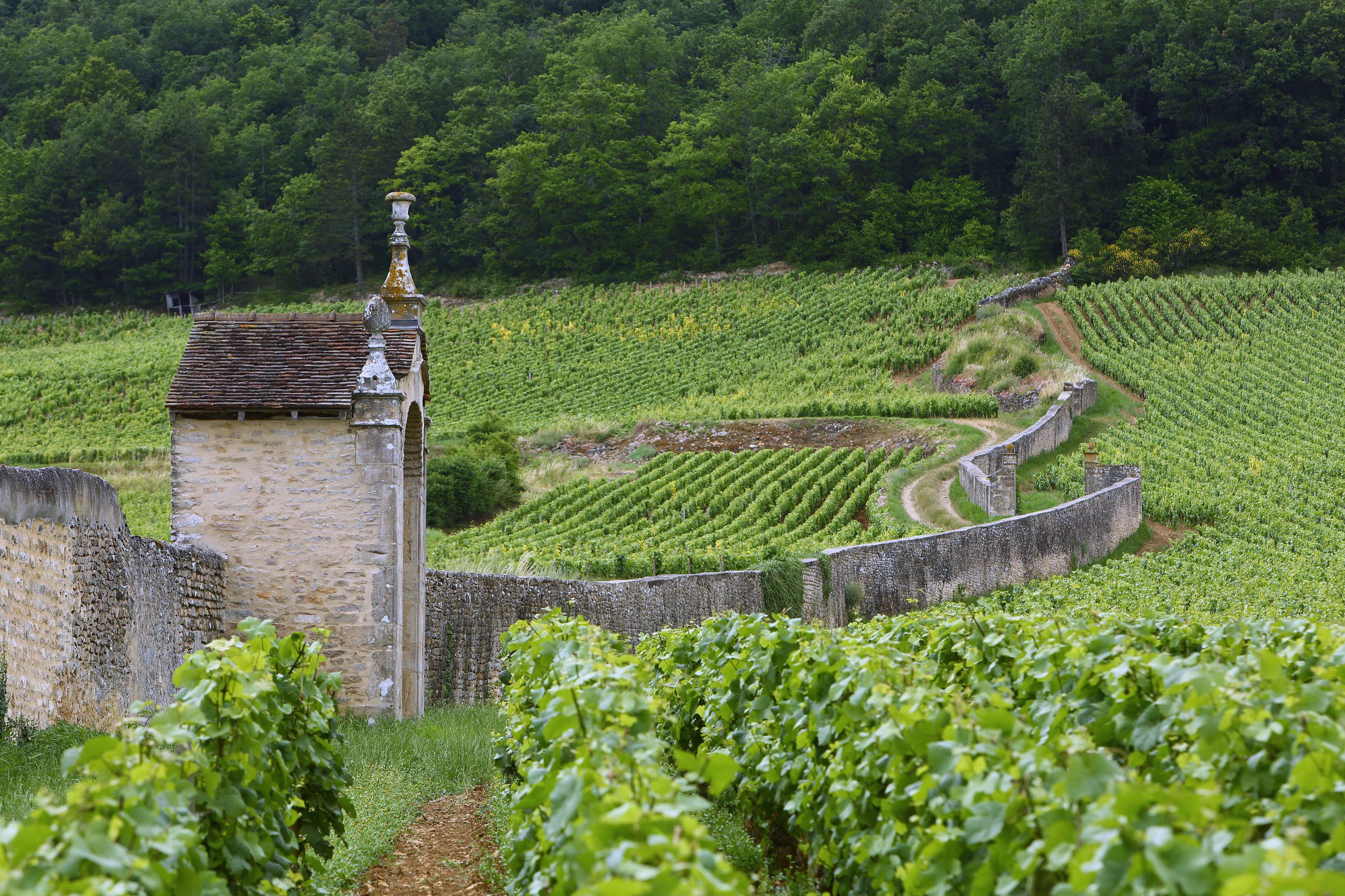 Domaine Rouse A Collector’s Guide to Domaine Armand Rousseau | Wine | Sotheby’s