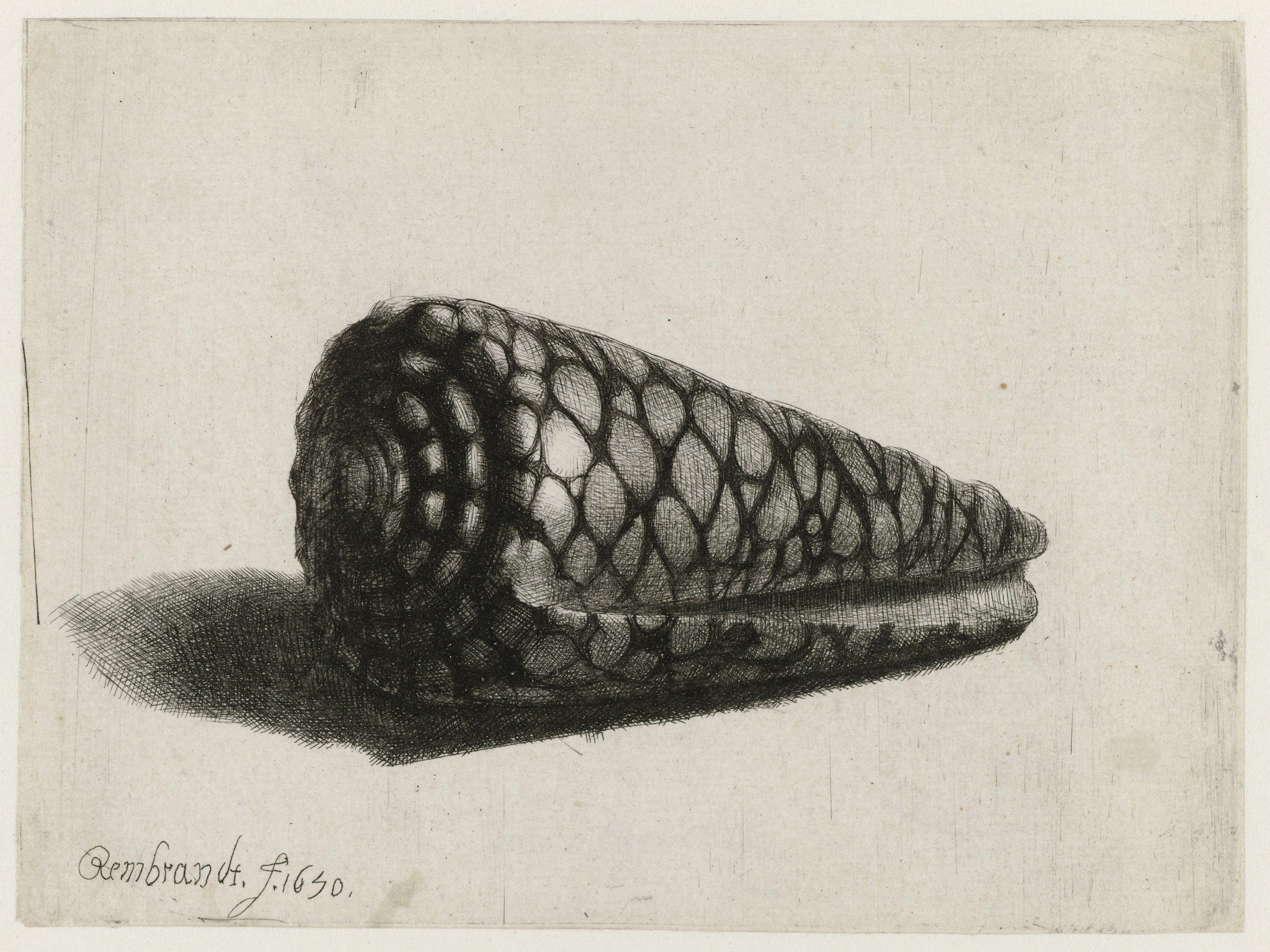 Conchylomania: the passion for collecting shells and their