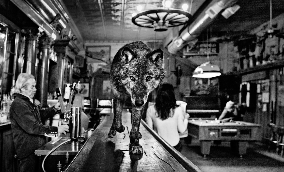 David Yarrow wolf on a saloon bar