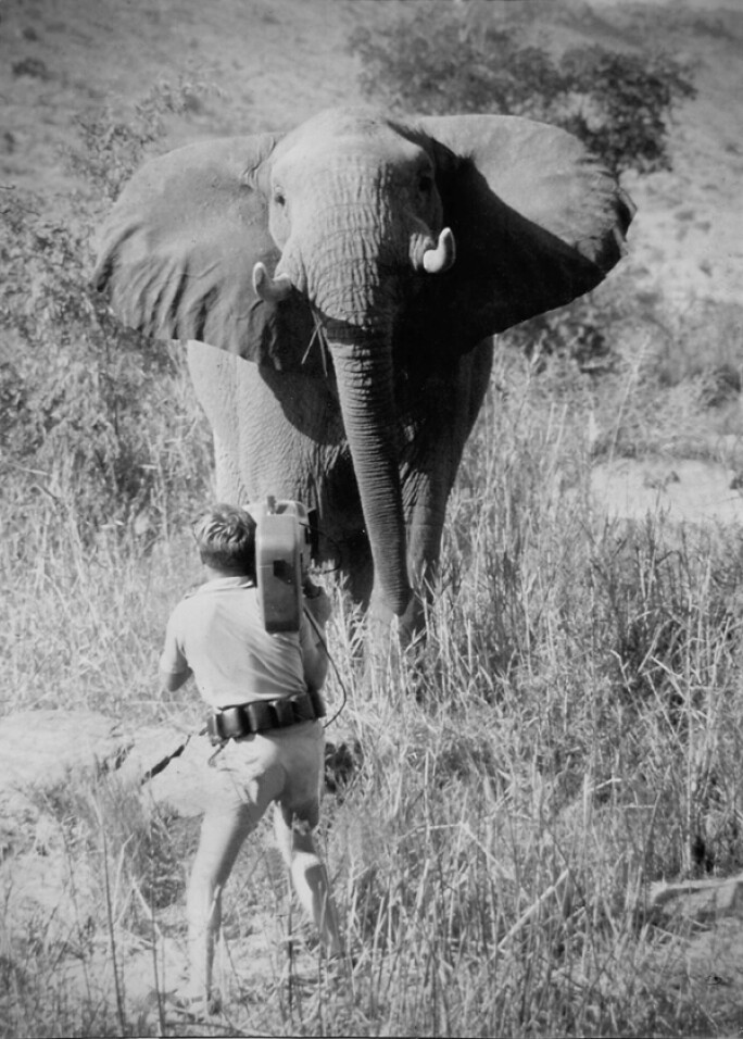 An action shot during the making of one of the African Environmental Film Foundation films, showing a man with a camera and an elephant.