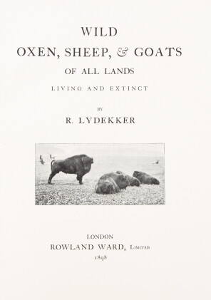 Catalog image of lydekker, richard | wild oxen, sheep & goats of all lands living and extinct. l…