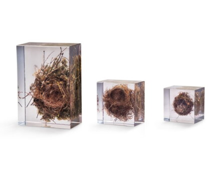 Catalog image of Caliology XIII, XIV and XX, (Linnet, Coatit, Blackbird)