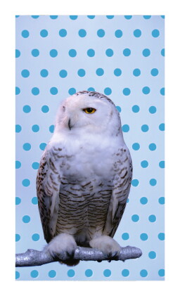 Catalog image of robert wilson | kool/snowy owl
