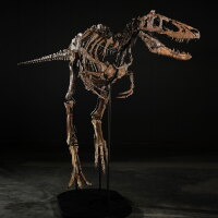 View 2 of Auction: Jodi the Nanotyrannus