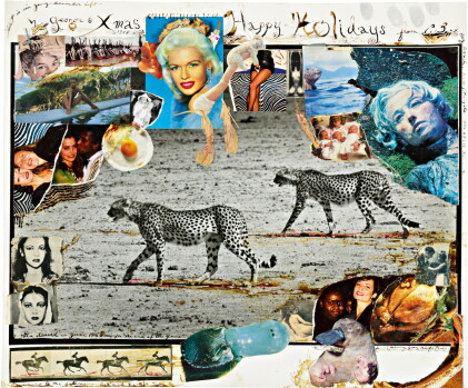 Catalog image of 'Hunting Cheetahs', Taru Desert, Kenya, June 1960