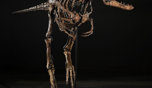 View 2 of Auction: Jodi the Nanotyrannus