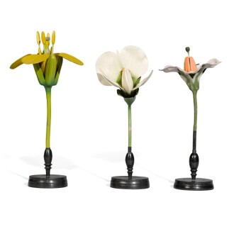 View 1 of Lot 52: Robert & Reinhold Brendel, Germany, 1821-1927 | Three Didactic Botanical Models 