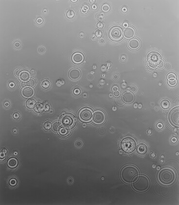 Catalog image of Untitled (Droplets)
