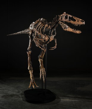 View 2 of Auction: Jodi the Nanotyrannus