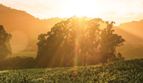 View 2 of Auction: Auction Napa Valley