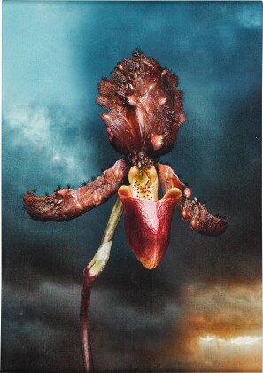  INFECTIOUS ORCHID 02