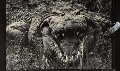 Catalog image of peter beard | 'large mugger crocodile, circa 15-16 feet', uganda, 1966