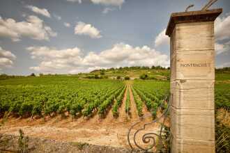 View 1 of Lot 5: Domaine de la Romanée-Conti, Montrachet 2004 (1 MAG)