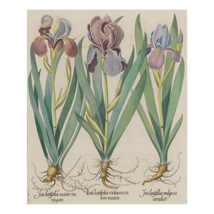 Catalog image of basil besler| iris calcedonica latifolia [mourning iris]; iris florentina [flor…