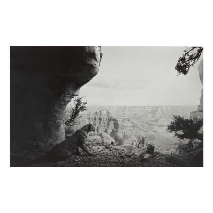 Catalog image of hiroshi sugimoto | mountain lion (#109)