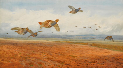 Catalog image of A Covey of Grey Partridge in Flight