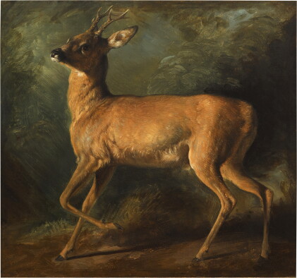 Catalog image of A roebuck