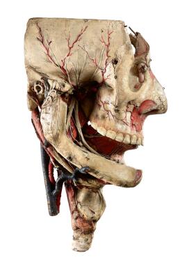 View 1 of Lot 9720: A detachable anatomic head by Louis Thomas Jerome Auzoux (1797-1880) France, 19th century 十九世紀　法國 LOUIS THOMAS JEROME AUZOUX（1797-1880年）製可拆卸顱骨模型