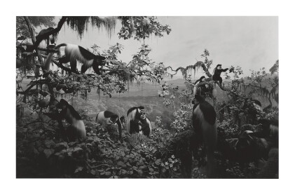 Catalog image of hiroshi sugimoto | white mantled colobus