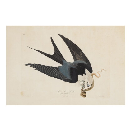 Catalog image of john james audubon (after) | swallow-tailed hawk (plate lxxii)