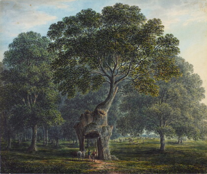 Catalog image of The Greendale Oak, Welbeck Park, Nottinghamshire