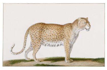 Catalog image of A Leopard