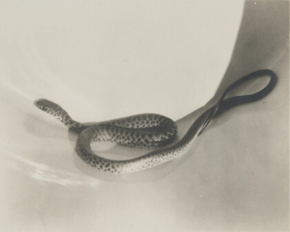 Catalog image of Snake in a Bucket