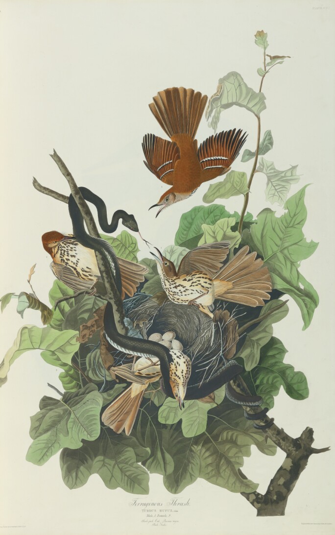 John James Audubon & The Double Elephant Folio | Books ...