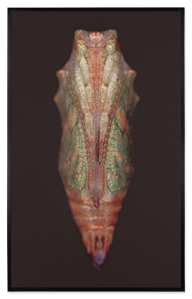 Catalog image of Untitled (Chrysalis)