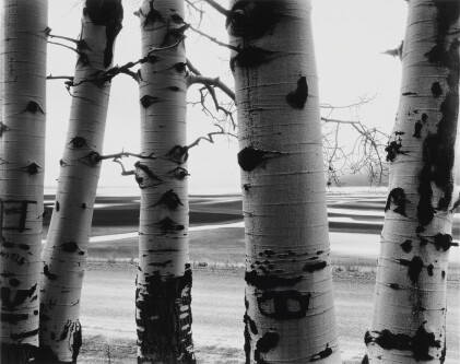 Catalog image of Aspen Trees