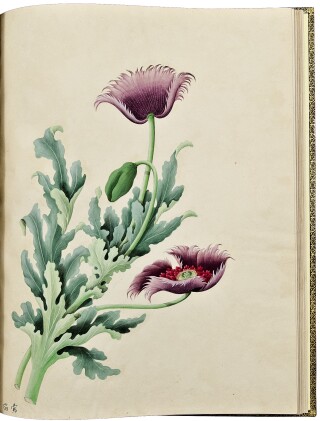  An Album of Original Chinese Watercolors of Flowering Plants. [China: early 19th century]