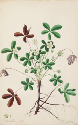Catalog image of The White Potentilla
