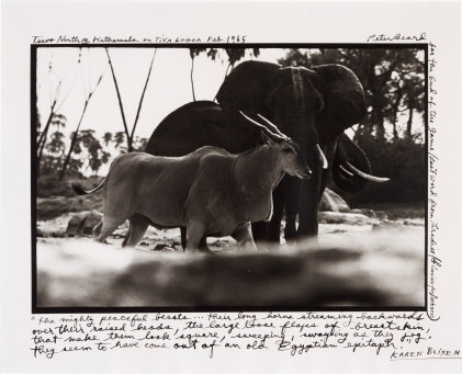 Catalog image of 'Tsavo North @ Kathemula on Tiva Lugga', Feb. 1965