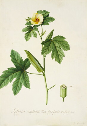 Catalog image of The Brazilian Hibiscus