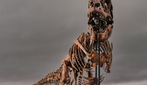 View 2 of Auction: Natural History including Gus Rex