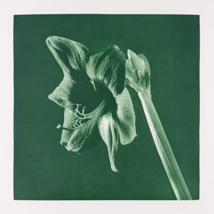 Catalog image of UNTITLED [AMARYLLIS]