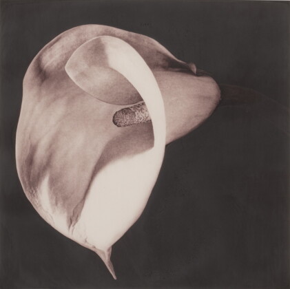 Catalog image of Flowers, Dark Sepia Calla