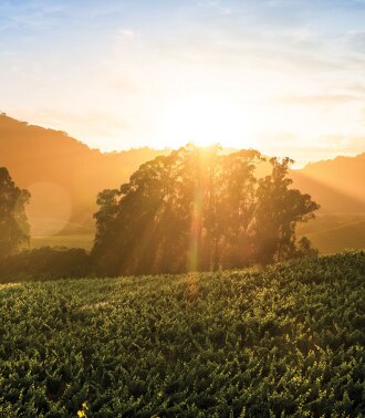 View 2 of Auction: Auction Napa Valley