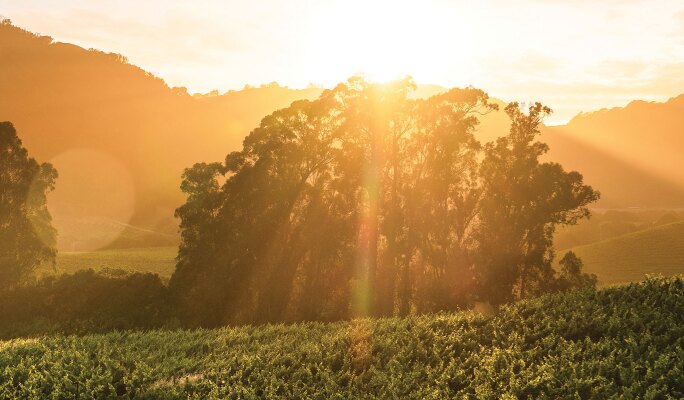 View 2 of Auction: Auction Napa Valley