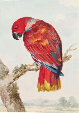 View 1 of Lot 65: A Red Parrot (Scarlet Macaw)