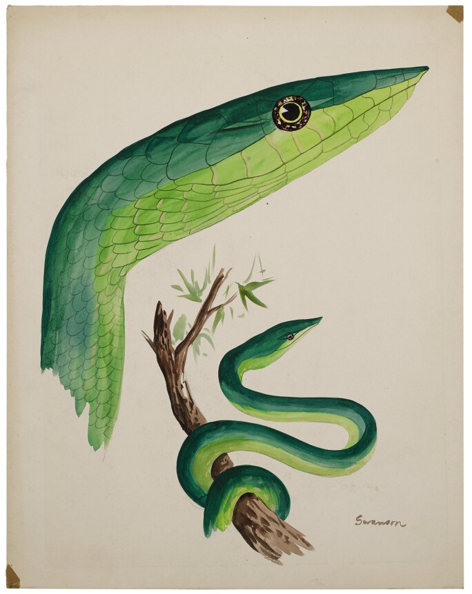 Snake_03.jpg