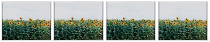 Catalog image of annette kelm | untitled