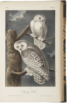 Catalog image of audubon, john james | the birds of america, from drawings made in the united st…