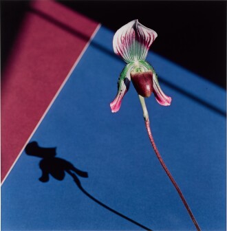 View 1 of Lot 29: Orchid