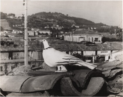 Catalog image of andré villers | l'oiseau sur le toit, vallauris