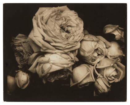 Catalog image of Heavy Roses, Voulangis, France