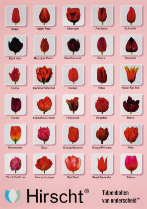 Catalog image of damien hirst | tulip varieties