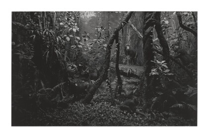 Catalog image of hiroshi sugimoto | mandrill